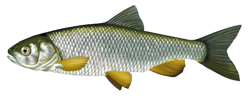 CHEVESNE Fiche Poisson CHEVESNE Fiche Poisson