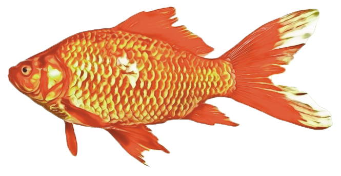 Le poisson rouge – Carassius auratus – Association Française du