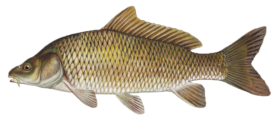 Carpe commune • Cyprinus carpio • Fiche poissons