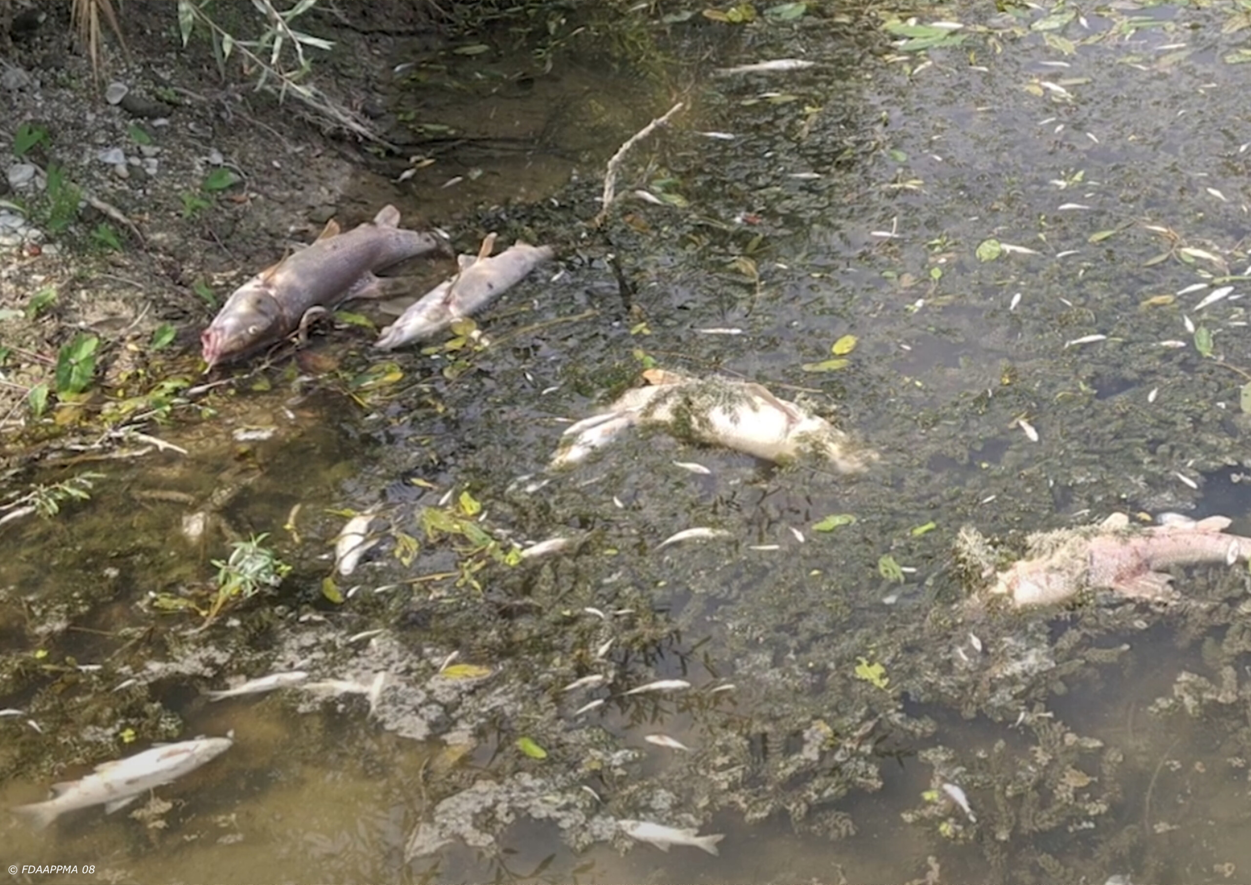 pollution_août 2020_aisne_FD08
