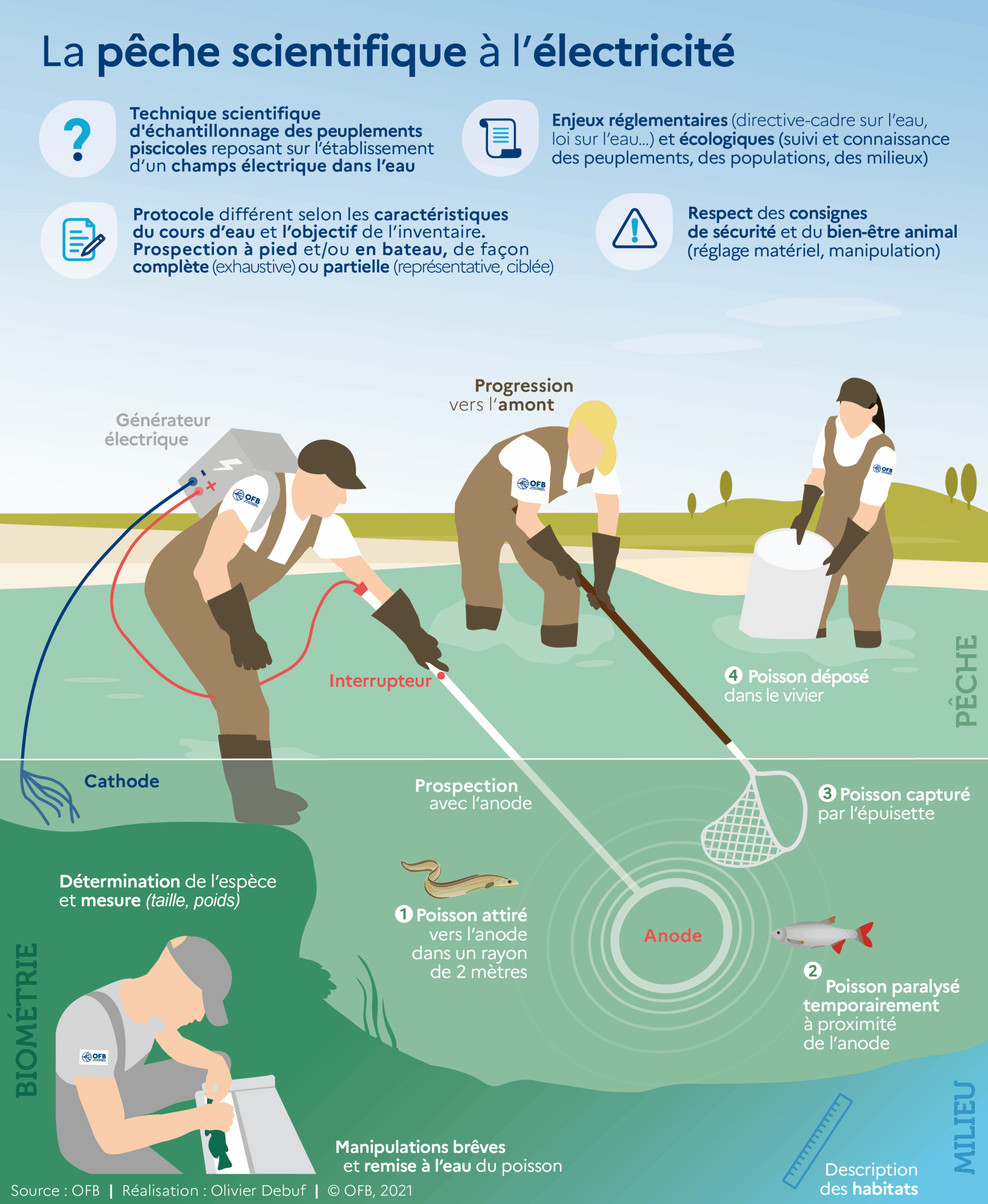 Peche-scientifique-Electricite_infographie_ODebuf-OFB (1)