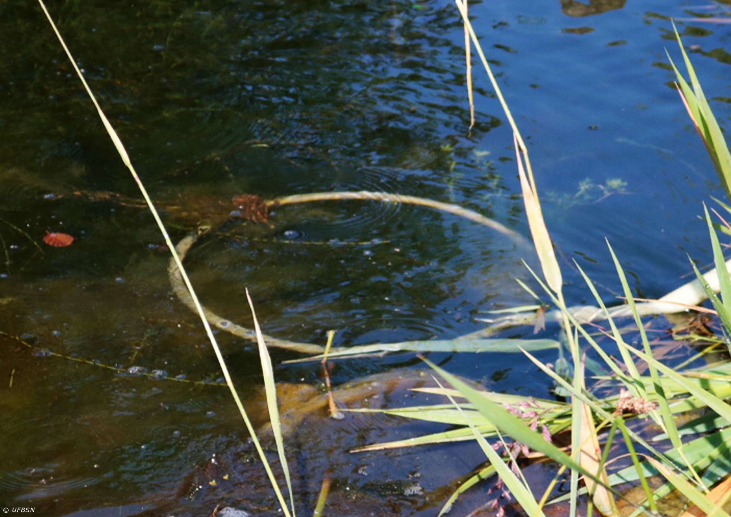 anode immergée_FD02