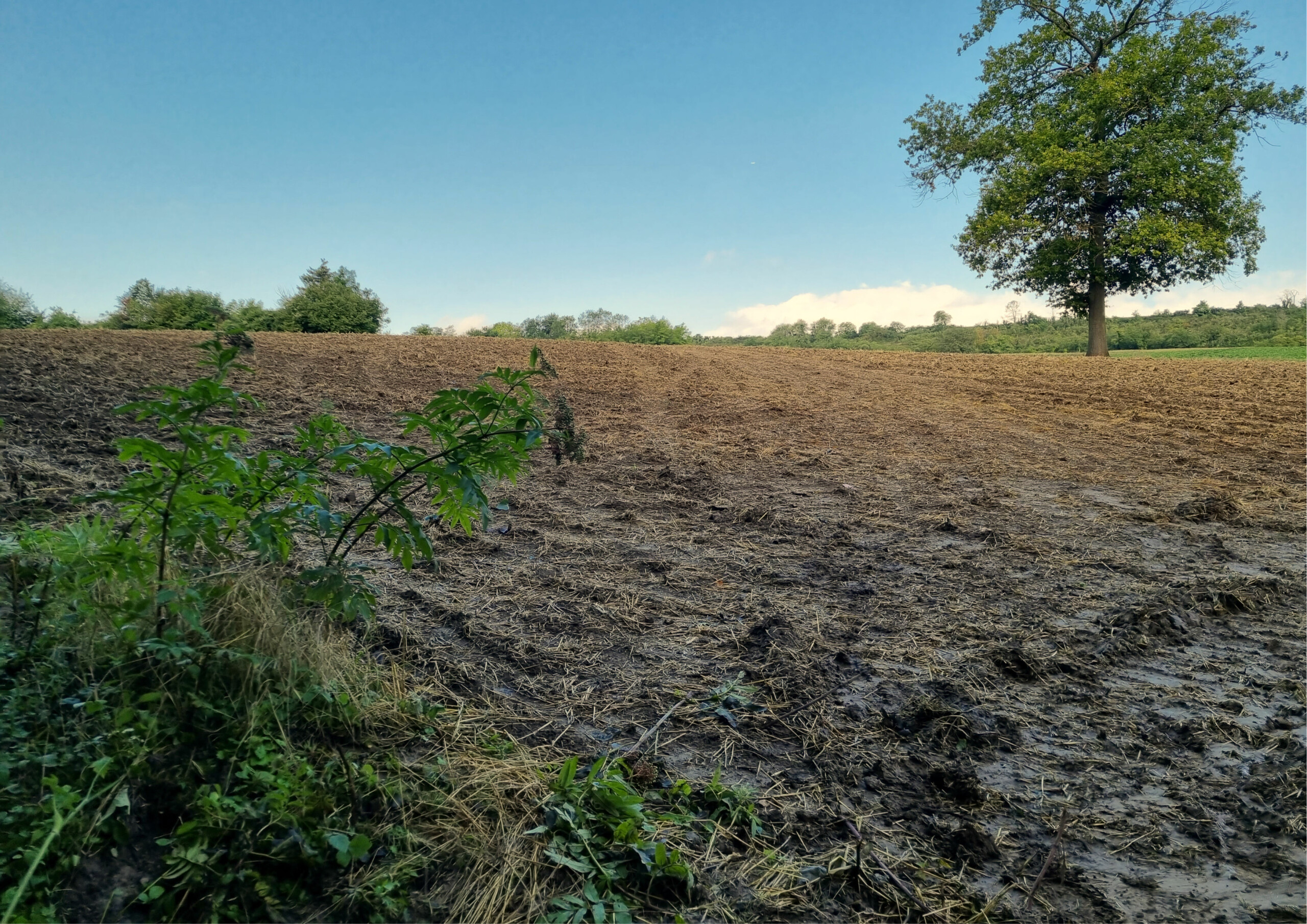 dévégétalisation projet vesle_FD51