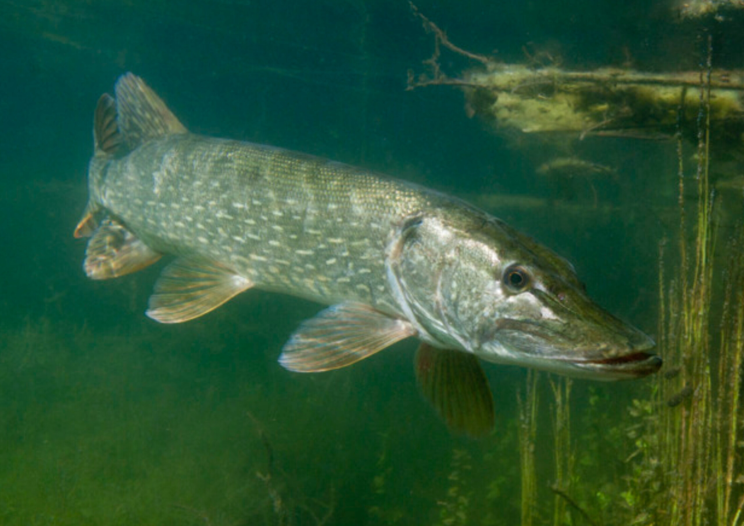 brochet_fnpf
