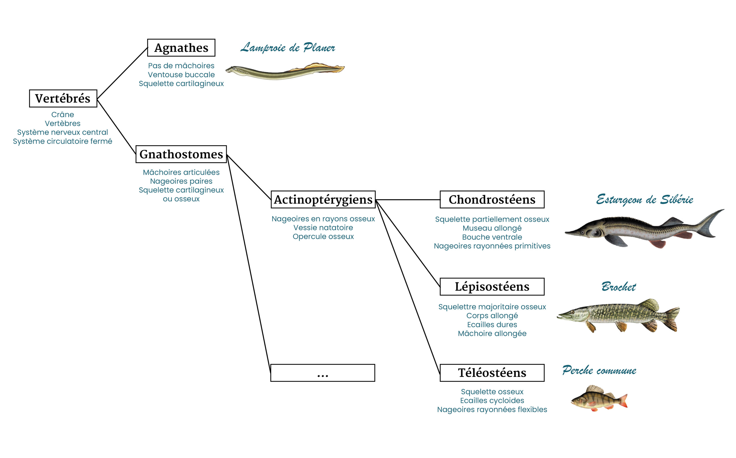 classification-simplifiee-des-poissons-articles