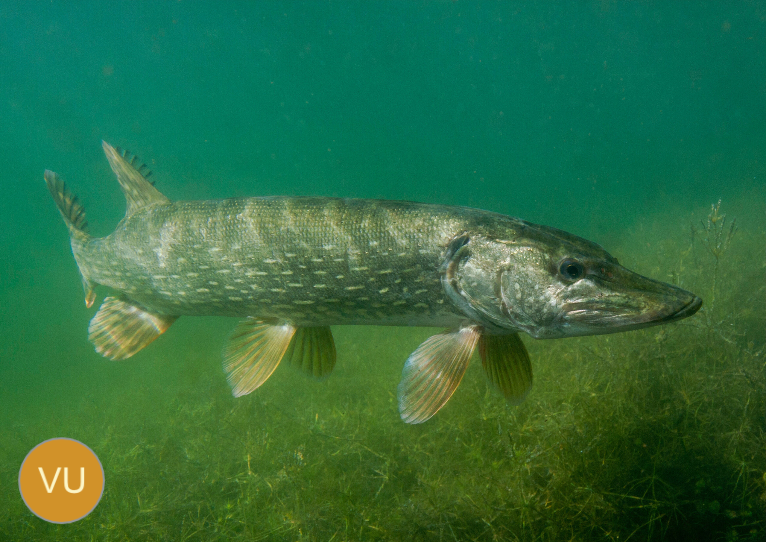 brochet_laurent madelon