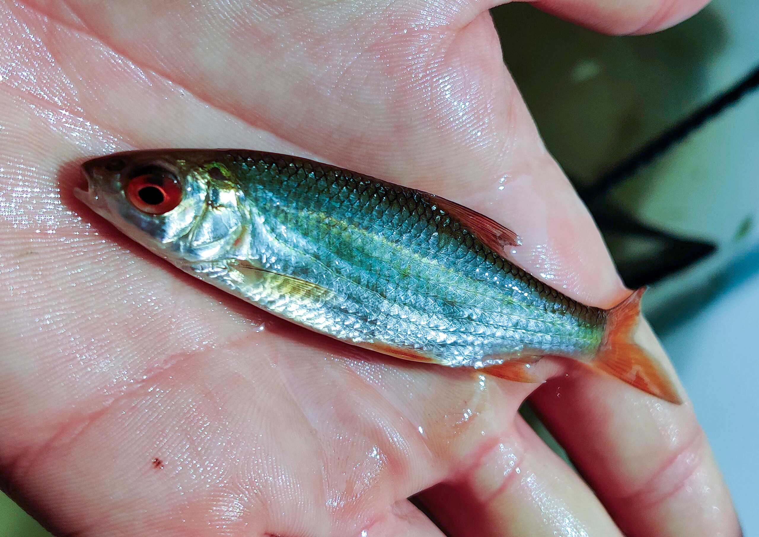 gardon_peche-electrique_FD10-scaled-2