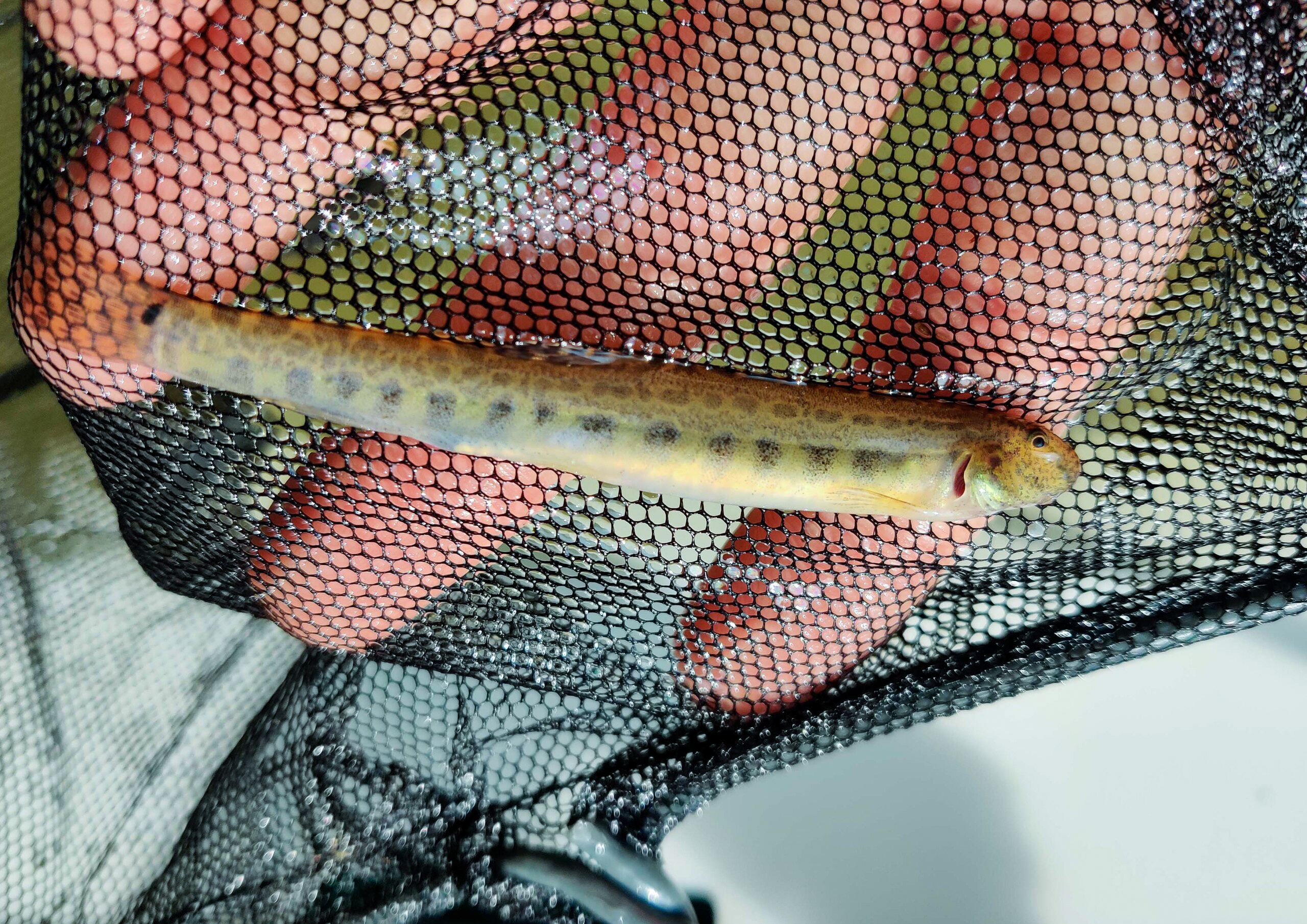 loche-de-riviere_peche-electrique_FD10-scaled-2