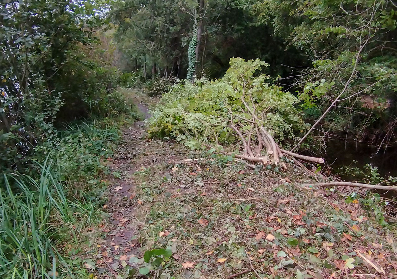 Entretien de la ripisylve près du plan d’eau_FD80