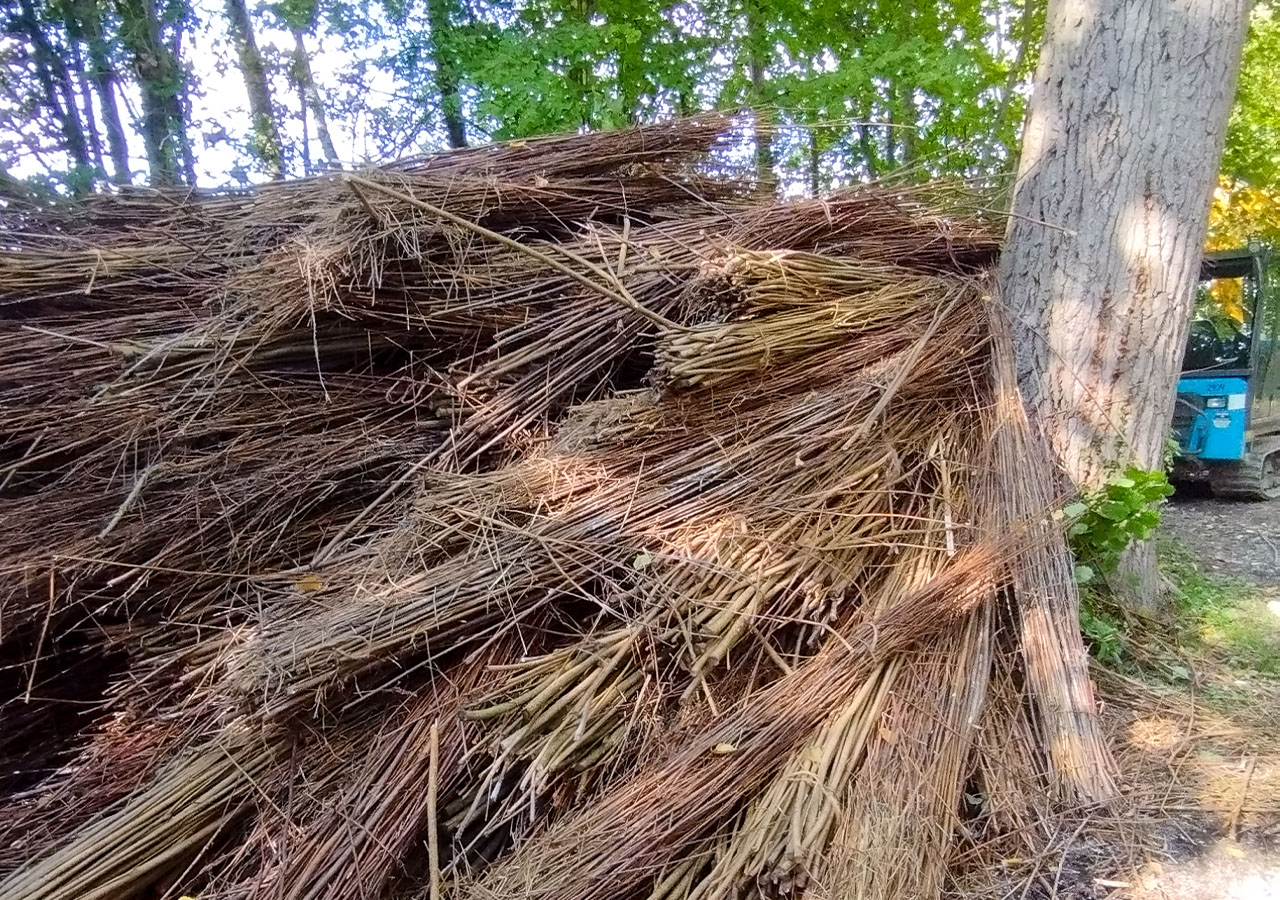 Fascines de saules_FD80