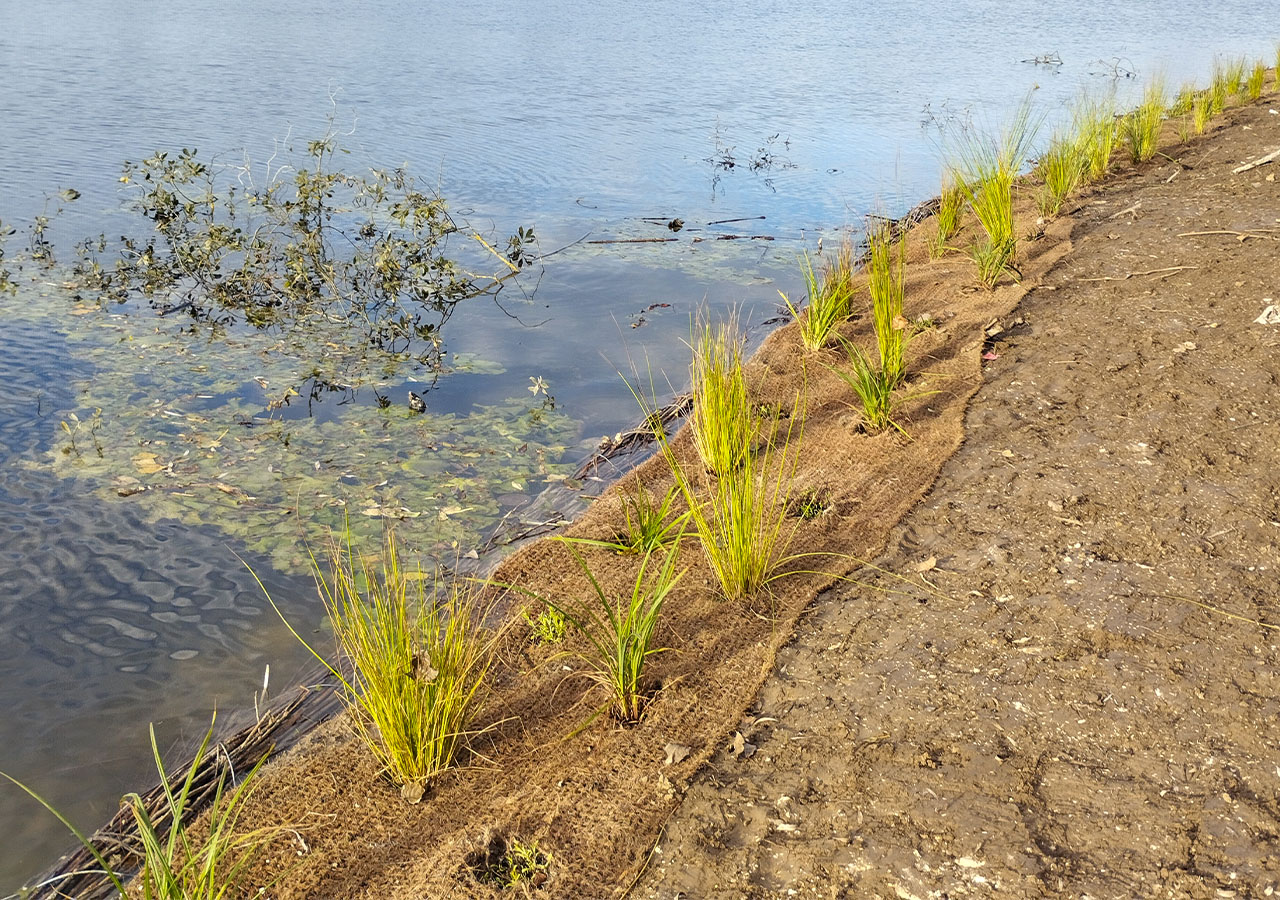 Implantation des plants d’hélophytes_FD80