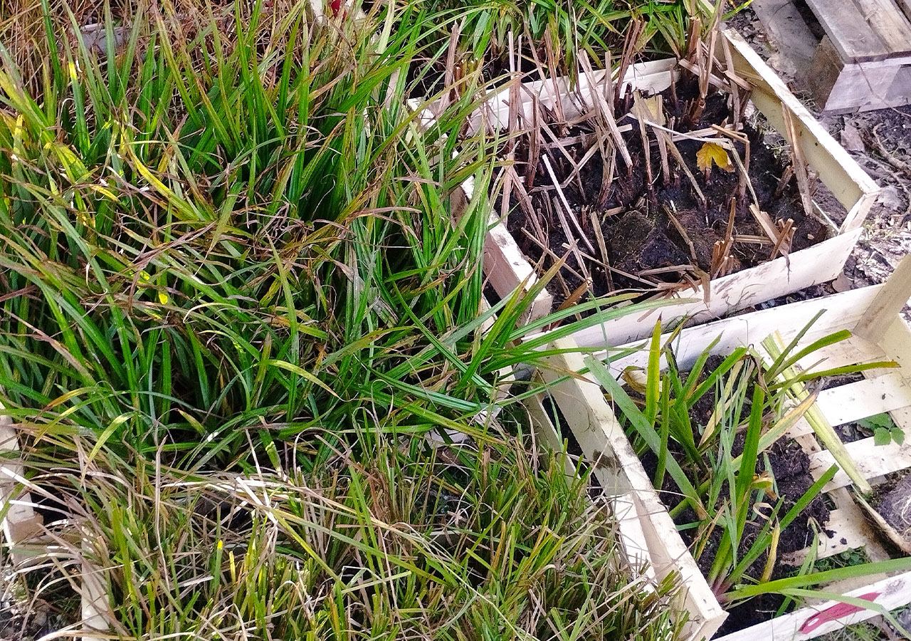 Plants d’hélophytes_FD80