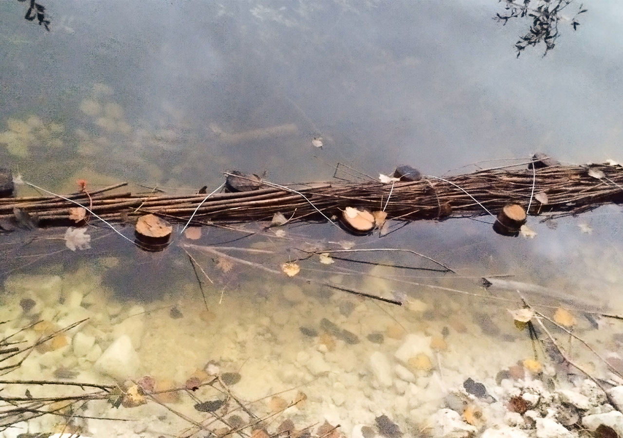 Zoom sur la fascine de saules_Marais des Bœufs_FD80