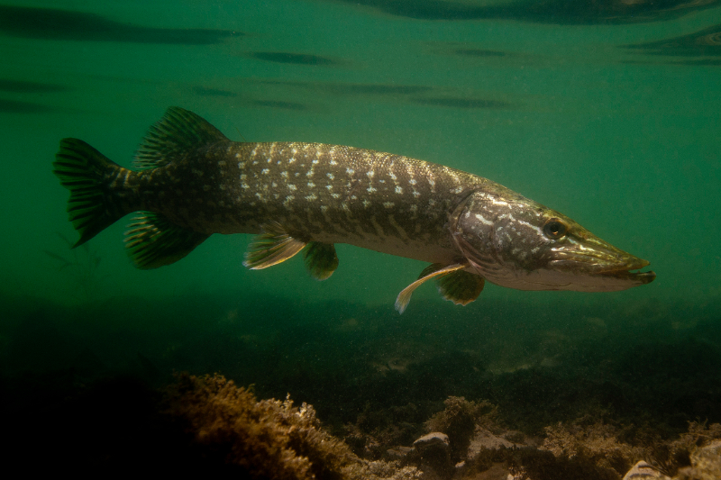 Brochet_Laurent Madelon