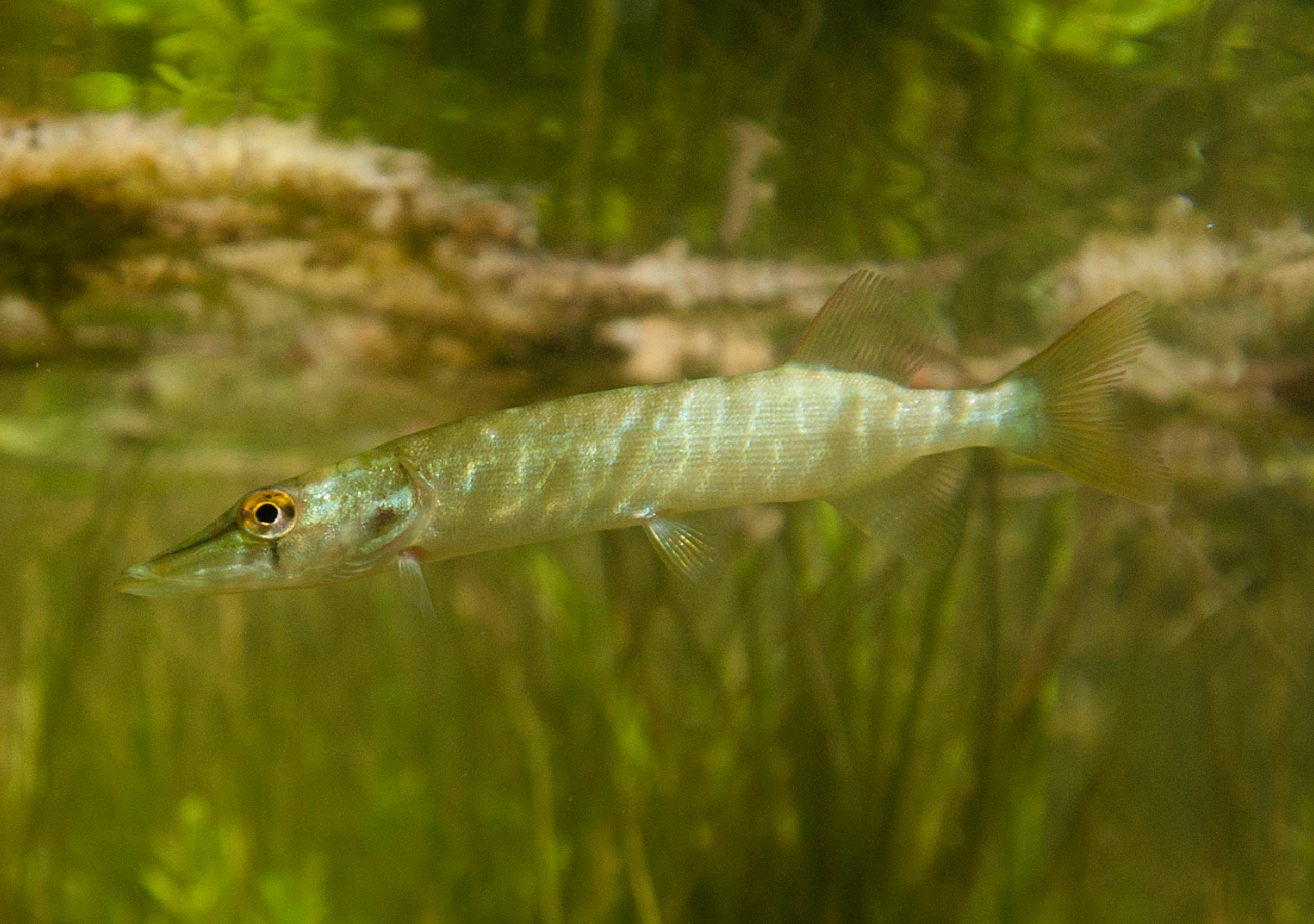 brocheton_Laurent Madelon