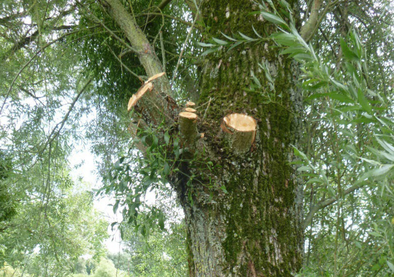 ‘arbres près du sentier pédagogique de Charny-sur-Meuse_FD55