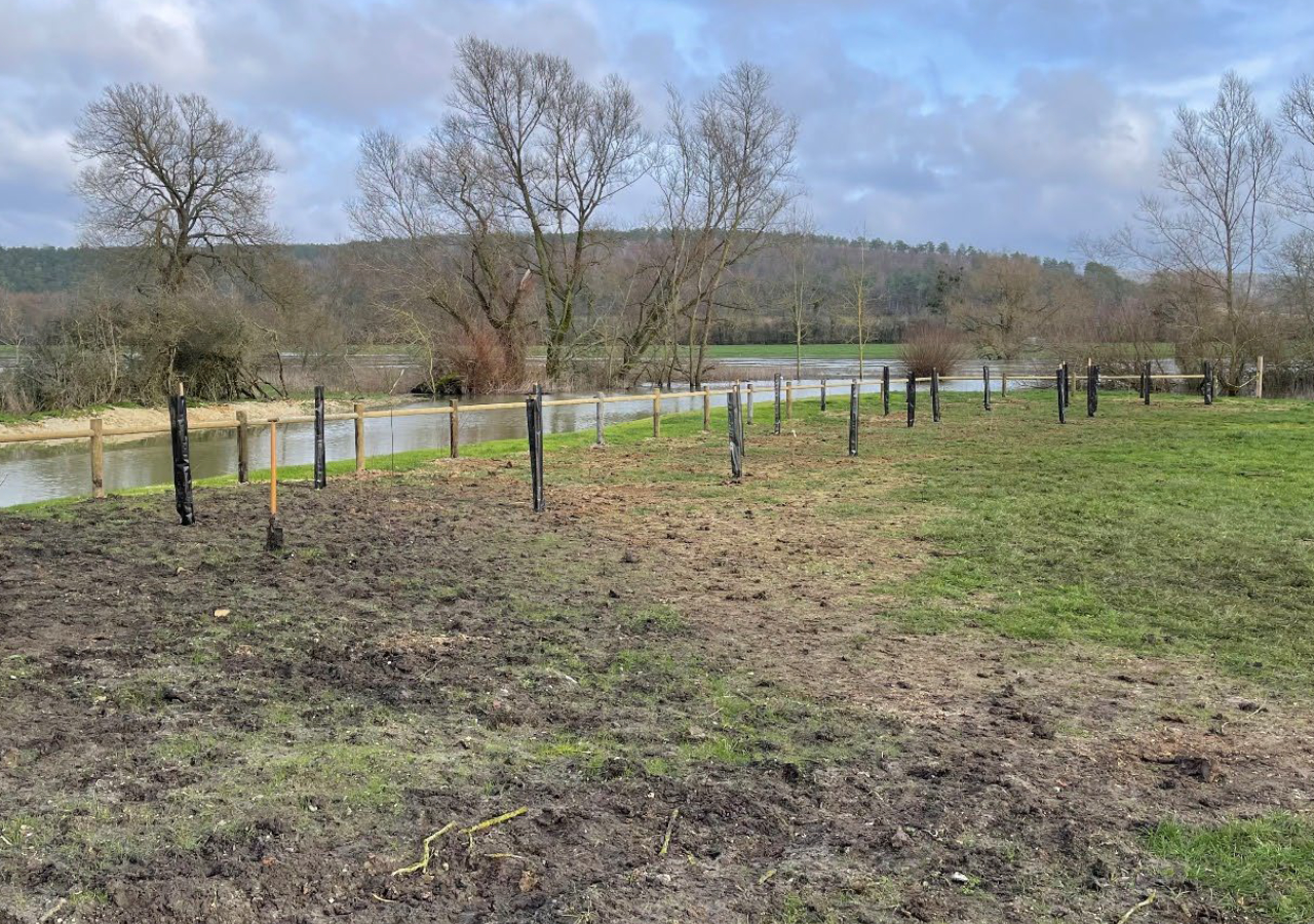 Vue de la zone de plantations, après travaux_FD55