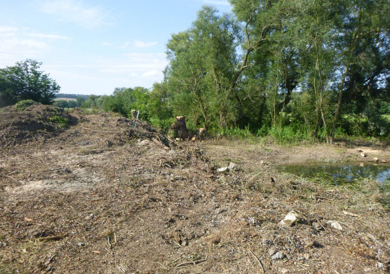 ‘arbres près du chenal de connexion de la ballastière de Charny-sur-Meuse_FD55
