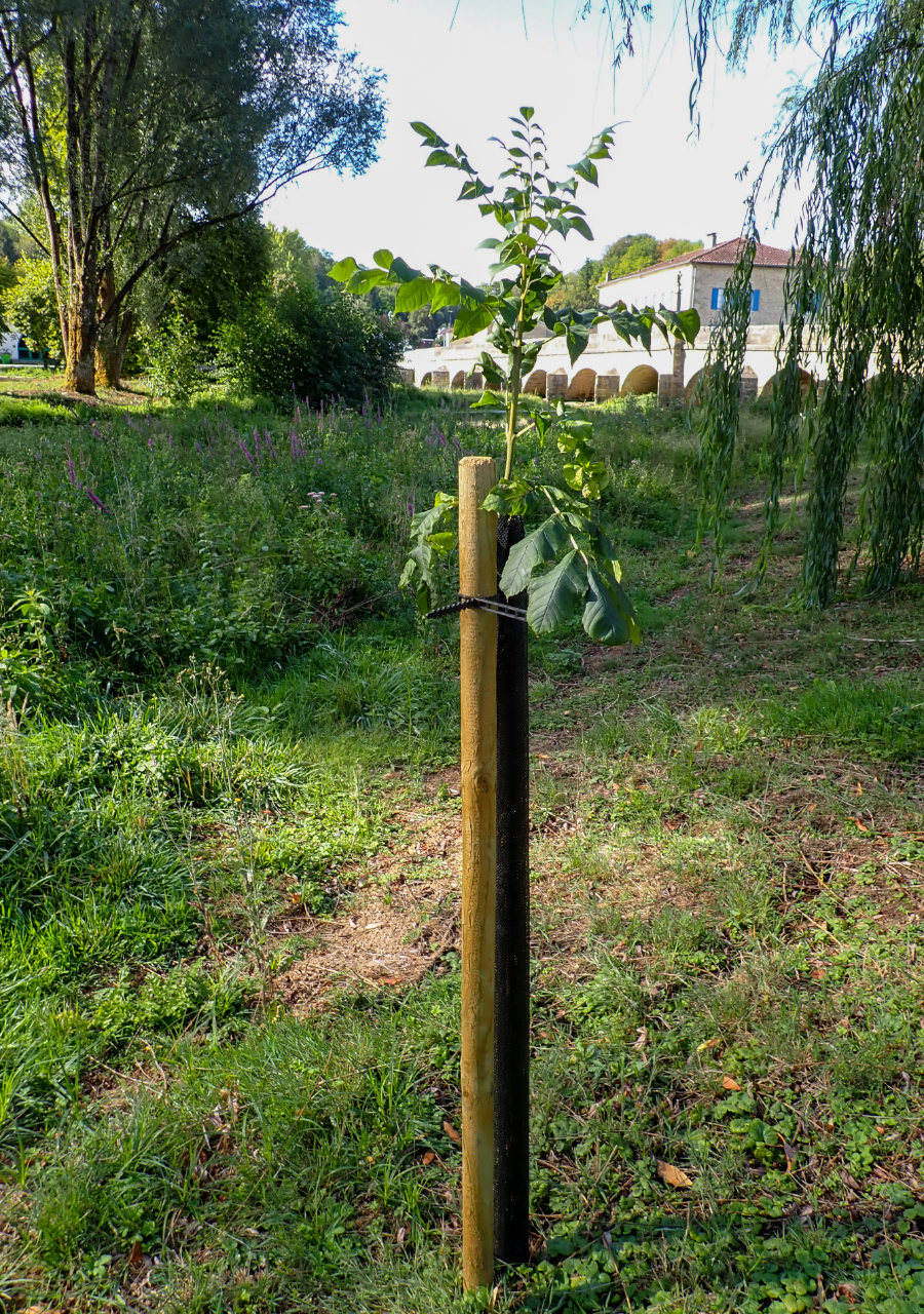 Plant arbustif sur la Saulx_FD55